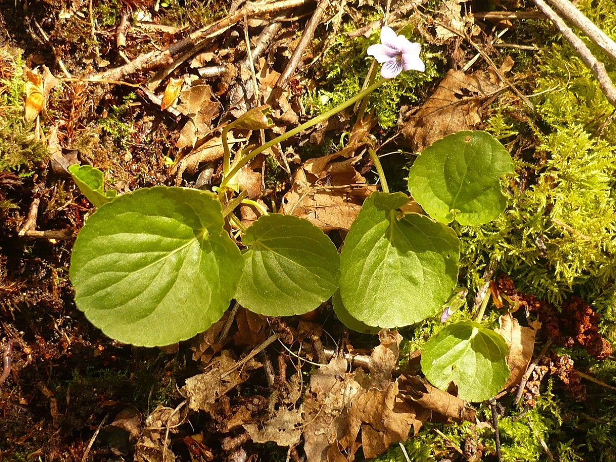 Viola palustris (Violaceae)